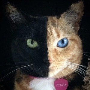 Венера Двуликая Кошка